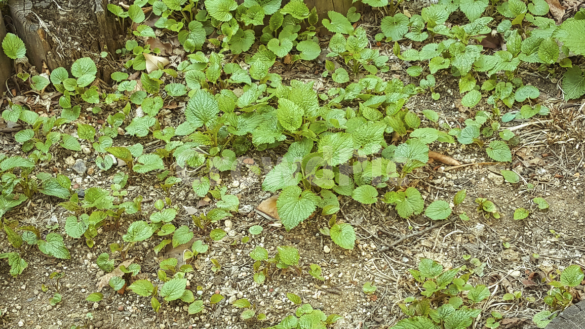 잡초,새싹,초록,잔디,풀,자연,야외,식물,plants,weeds,green,nature