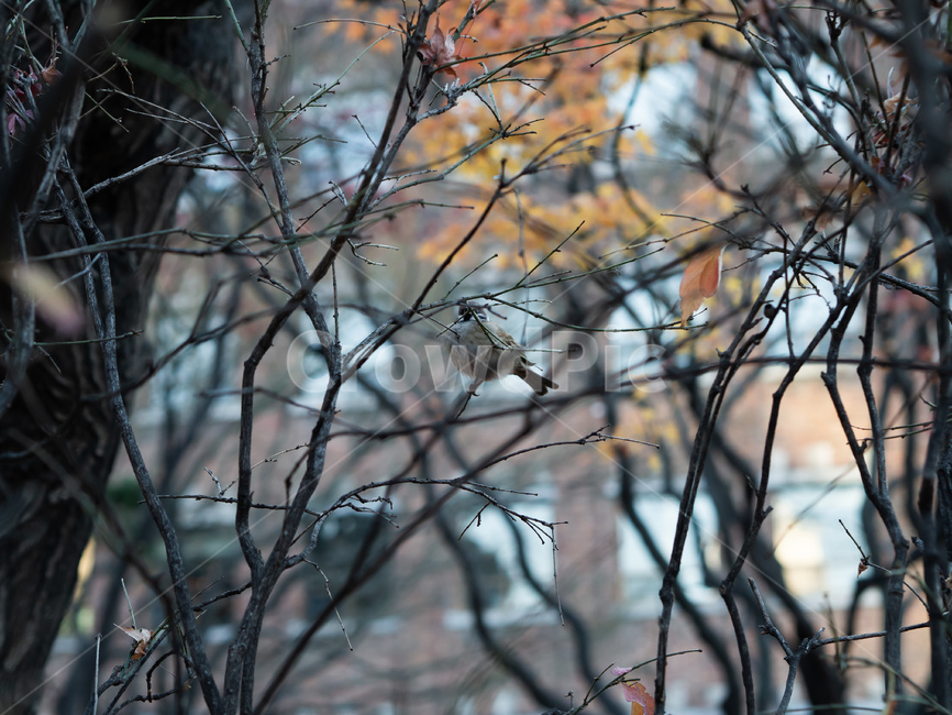 참새,겨울,감성,나무,bird,winter,tree,동물,animal,조류,새,birds