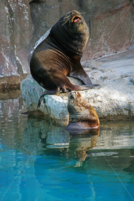 남아메리카바다사자,바다사자,오타리아,southamericansealion,서울대공원,동물원,방사장