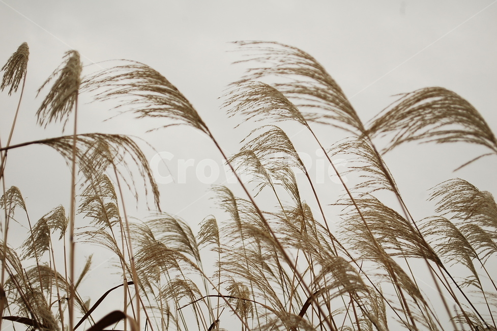 다리,억새,억새풀,갈대,갈대풀,하늘,흐린날,가을,계절,fall,autumn,season,grass,잔디,plant,식물,lawn,reed,animal,동물,bird,새