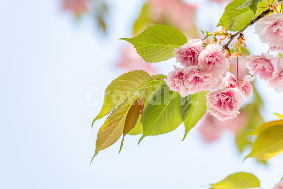 겹벚꽃,벚꽃,왕벚꽃,벚꽃나무,봄꽃,식물,활짝핀,나무가지,봄,핑크,꽃,분홍꽃,나무,가지,꽃송이,야외,자연,배경,계절,cherryblossom,springtime,flower,pink,tree,branch,nature,plants,season,spring,plant,식물,자연,plants,nature,꽃,flower