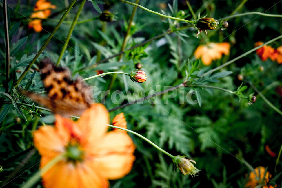 식물,꽃,나비,희망,봄,식물,자연,plants,nature,꽃,flower,동물,animal,곤충,벌레,insect,bug