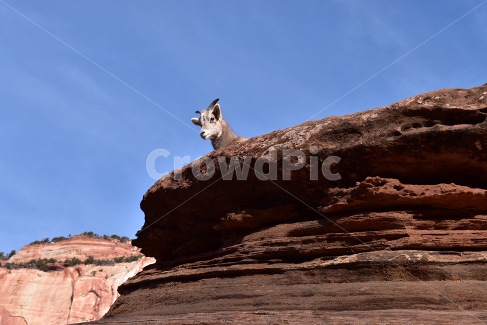 wildlife,야생동물,animal,동물,antelope,영양,mammal,포유류,goat,염소,산양
