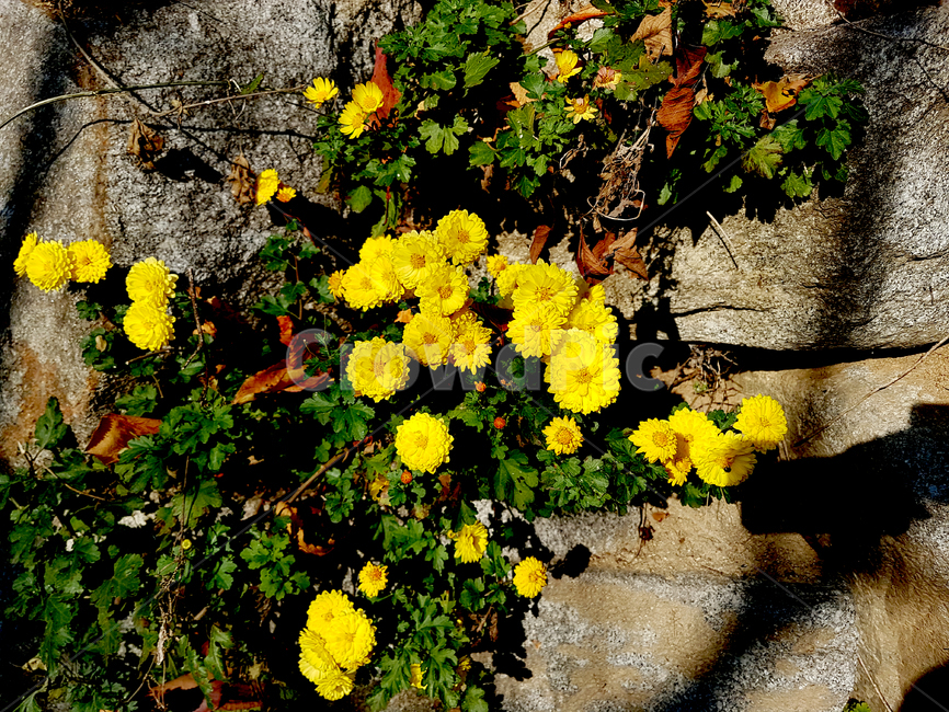 소국,소국화,가을,자연물,꽃,노랑,식물,자연,plants,nature,꽃,flower