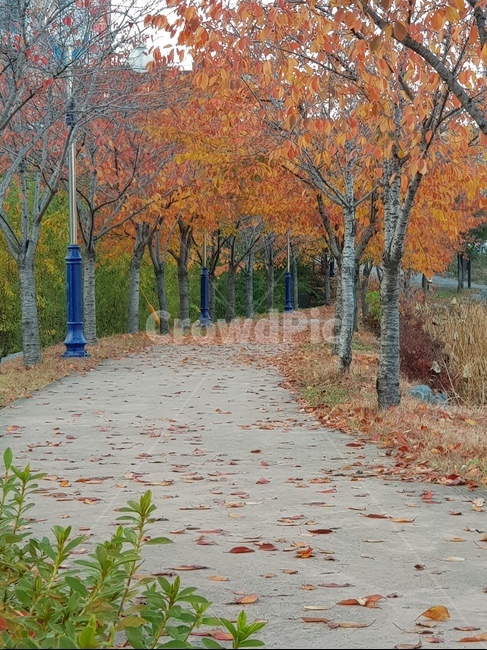 가을,단풍,가을산책,산책길,단풍나무,단풍놀이,나무,가을길,가을풍경