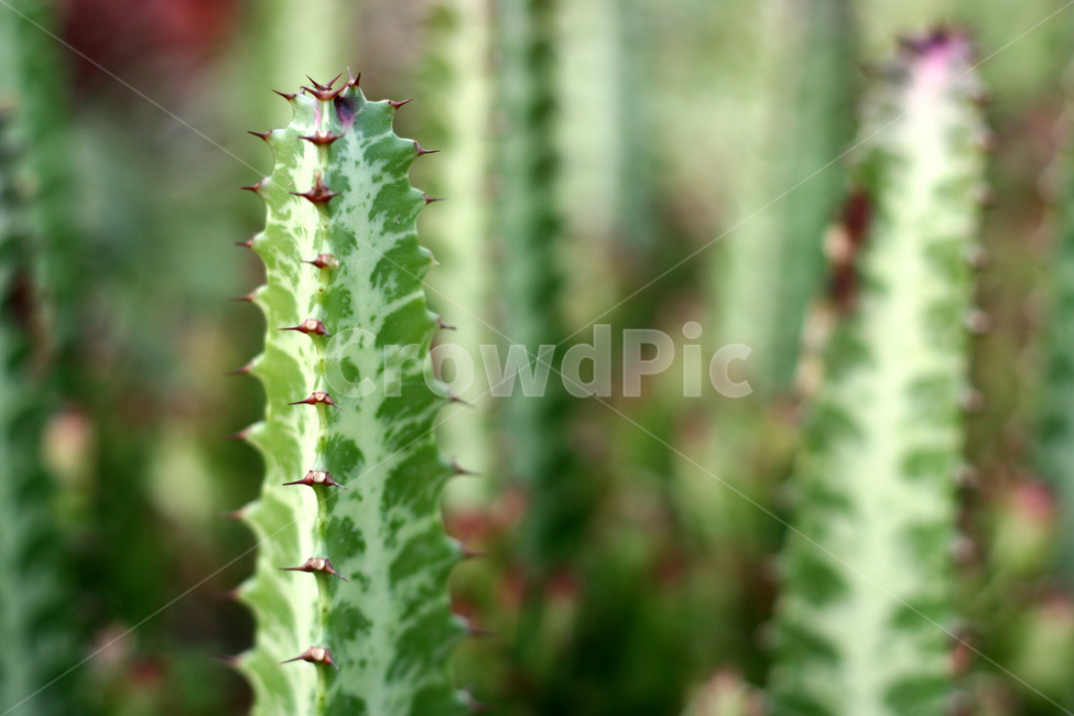 선인장,선인장가시,선인장식물,선인장화분,선인장기르기,식물,자연,plants,nature