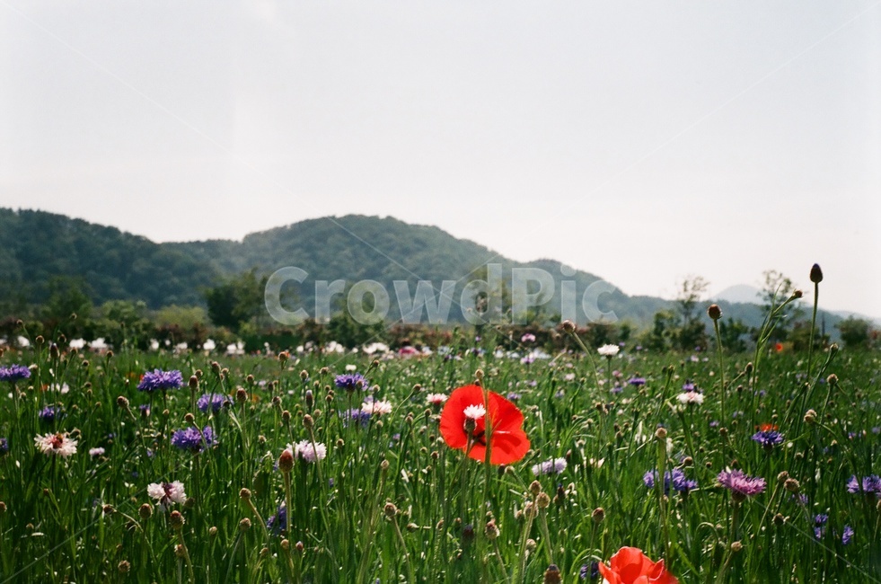양귀비,꽃밫,꽃,봄,빨간꽃,양귀비꽃,flower