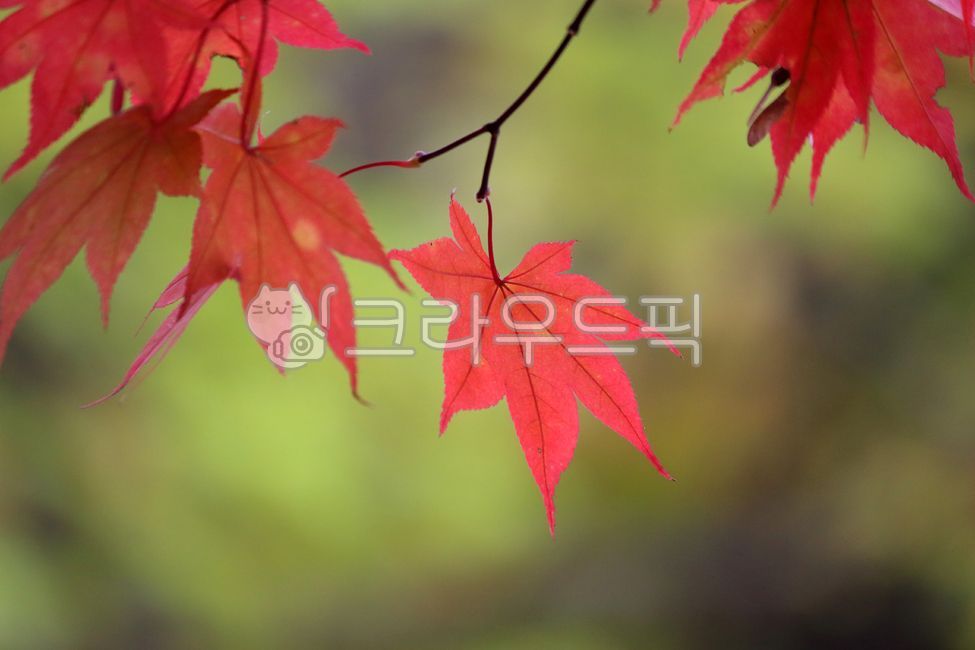 가을, 낙엽, 단풍나무, 식물, 단풍잎, 사진,이미지,일러스트,캘리그라피 - benjamin작가