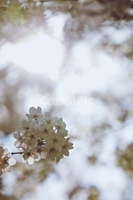 벚꽃,벚나무,cherryblossoms,flower,cherrytree,식물,자연,plants,nature,꽃,flower