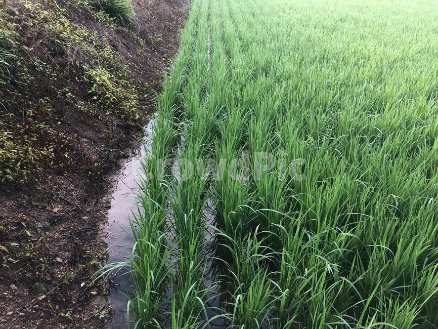 논,자연,물,흙,모,riceseedling,rice,nature,water,농작물,성장하다,growth,자라다,녹색,green,ricepaddy,식물,earth,soil,시골,country,야외