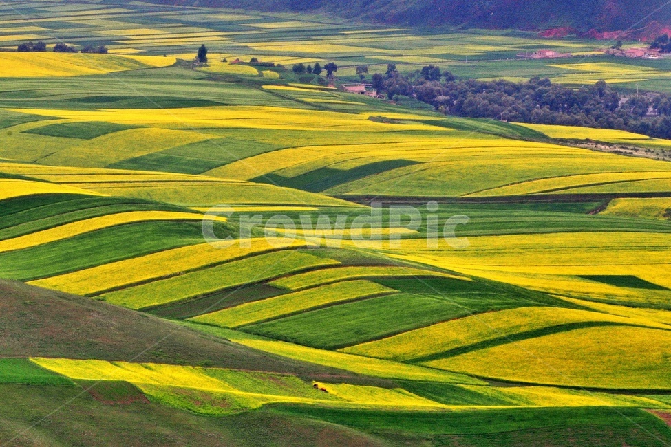 중국,청해성,유채밭,field,scenery,풍경,nature,자연,outdoors,옥외,landscape,경치,자연,풍경,nature,landscape