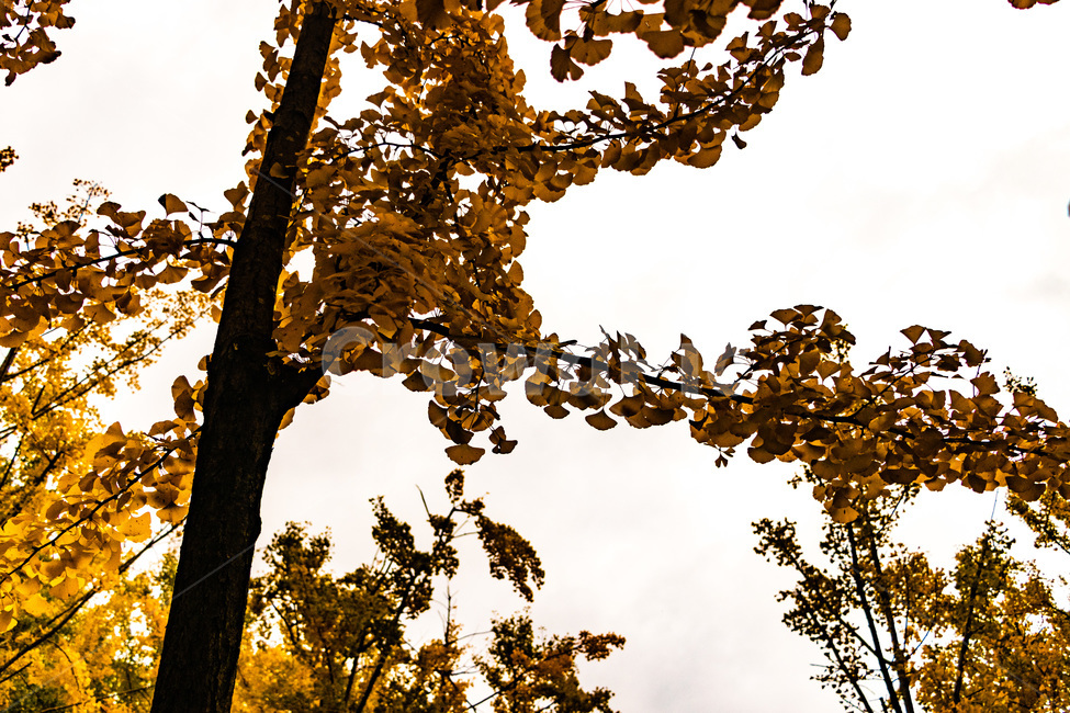 은행,은행나무,은행나무숲,은행잎,은행숲,가을,계절,fall,autumn,season,식물,자연,plants,nature,나무,trees,wood,light,빛,flare,플레어,plant,tree,sunlight,햇빛,tree trunk,나무 줄기