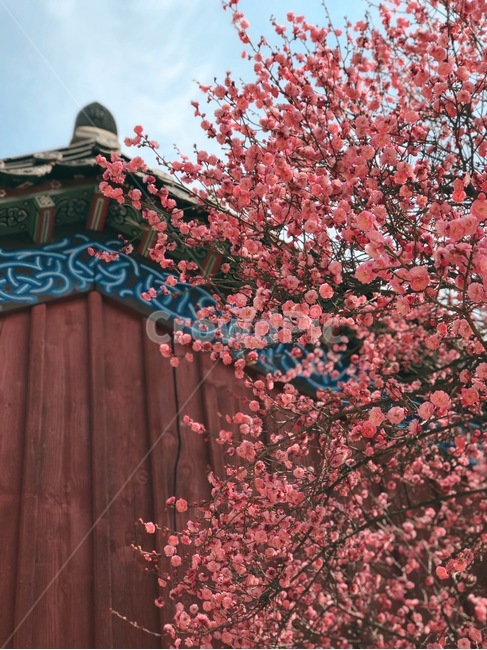 꽃,홍매화,한옥,나무,처마,봄,계절,spring,season,한국전통,한국문화,korean,식물,자연,nature,flower,봄,계절,spring,season,한국전통,한국문화,korean traditional,korean culture,식물,자연,plants,nature,꽃,flower,건축물,건물외관,exterior,building,structure,architecture,construction,plant,blossom