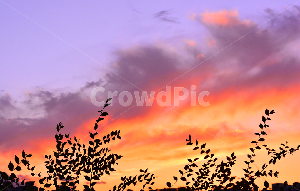노을,실루엣,석양,해질무렵,일몰,분위기,서정,필,느낌,sky,feeling,emotion,sensible,sunset,orange,오렌지색,노랑색,주황색,옐로우,색감,식물,잎새,나뭇잎,낭만적,드라마틱,자연,풍경,nature,landscape,색깔,색상,색채,색감,color sense,color sensitivity,feeling of color,animal,동물,flock,대군,silhouette
