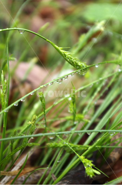 이슬,잎,물방울,계절,봄,spring,식물,plant,자연,nature,식물,자연,plants,nature