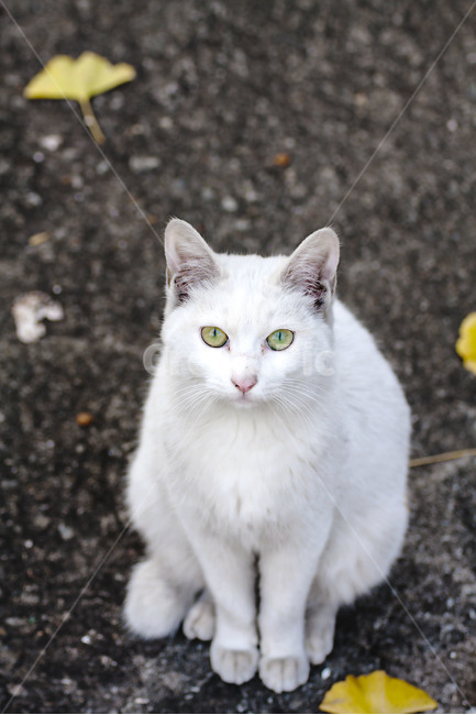 동물,animal,고양이,cat,길고양이,streetcat,길냥이,동물,animal,포유류,mammal,고양이,cat,kitten,kitty