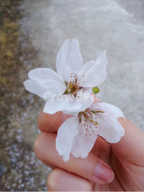 봄,벚꽃,봄꽃,꽃,자연,계절,봄,계절,spring,season,꽃,flower,plant,식물,blossom