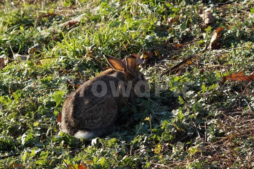 동물,토끼,야생,자연,animal,rabbit,wild,nature,동물,animal,포유류,mammal