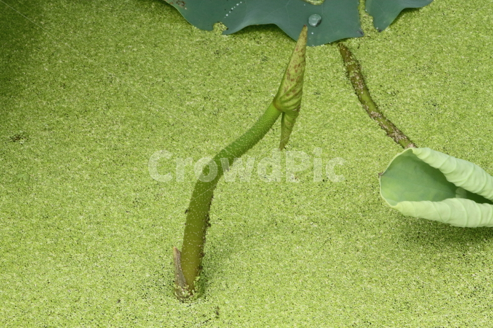 연,줄기,새순,식물,lotus,식물,자연,plants,nature