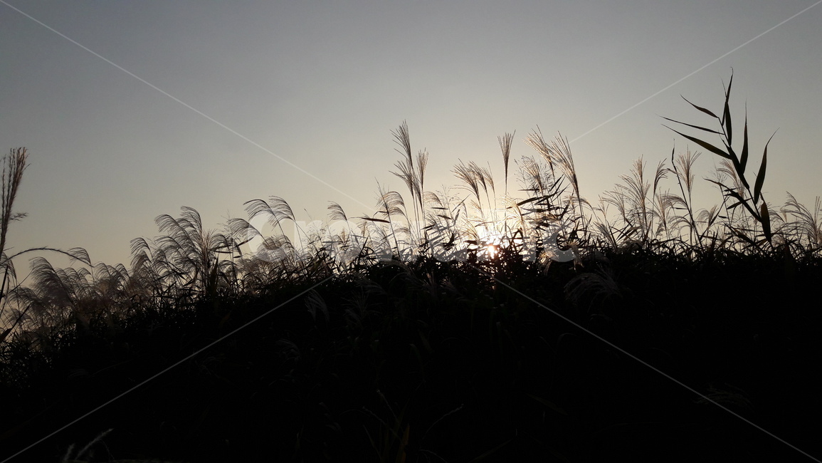 가을,갈대,하늘,붉은,저녁놀,가을,계절,fall,autumn,season,자연,풍경,nature,landscape,plant,식물,grass,잔디,lawn,reed