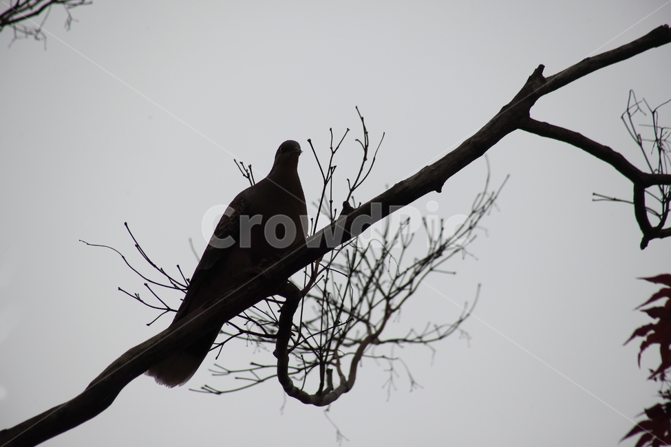 비둘기,나무,새,dove,bird