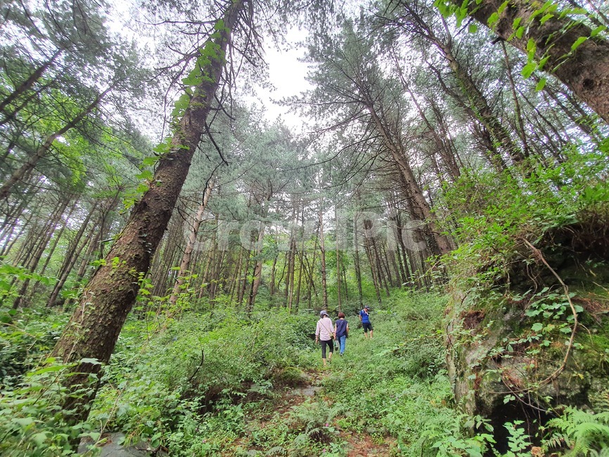 숲,나무,일상,인간,등산,산책,자연,풍경,nature,landscape,tree,plant,식물