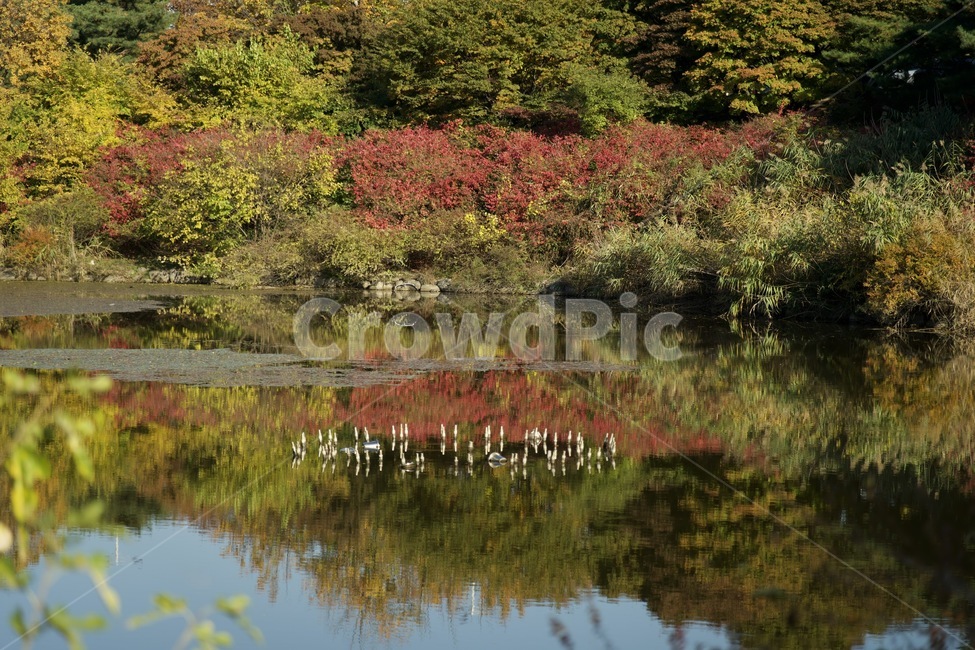 자연,호수,단풍,가을단풍,nature,가을,계절,fall,autumn,season,water,물,outdoors,옥외,land,땅