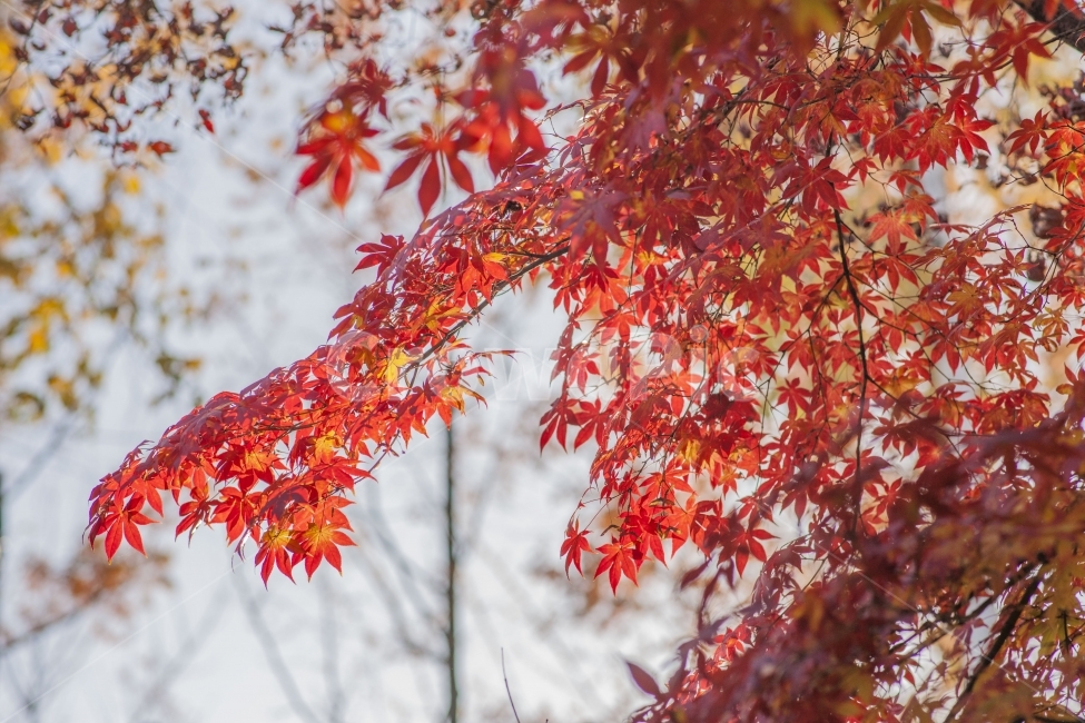단풍,가을,단풍나무,나무,빨강,가을,계절,fall,autumn,season,식물,자연,plants,nature,leaf,잎,plant,tree,maple