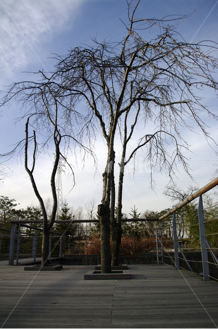 겨울,나무,공원,식물,plant,식물,자연,plants,nature,나무,trees,wood