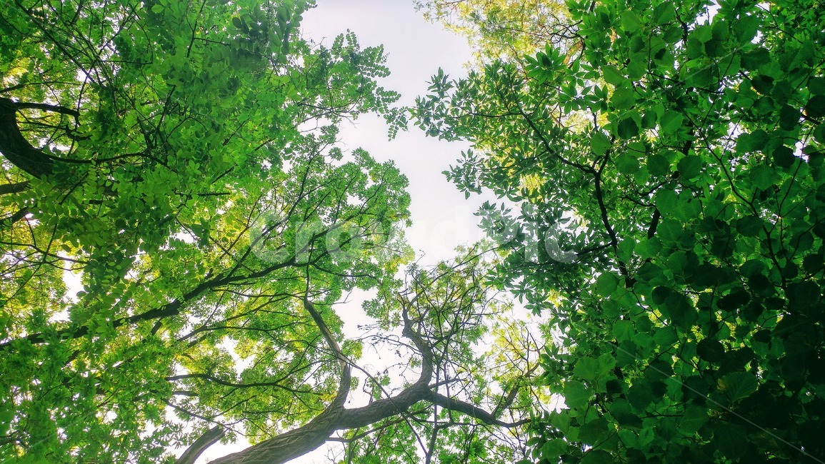나무,tree,plant,식물,나무줄기