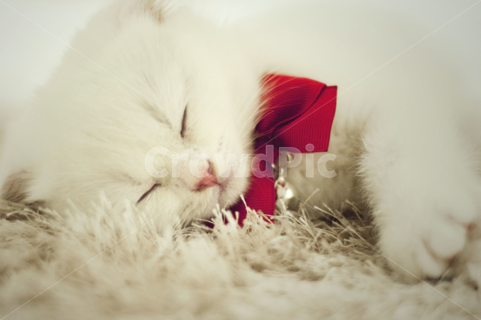 고양이,스코티쉬폴드,흰색고양이,하얀고양이,아기고양이,고양이눈,동물,animal,포유류,mammal,고양이,cat,kitten,kitty