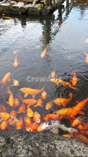 동물,물고기,잉어,fish,animal,어류,물고기,fish