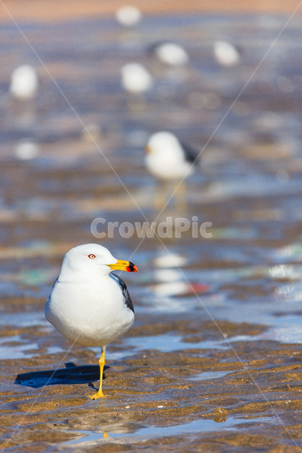 갈매기,바닷가,바다,새,서해,동물,animal,조류,새,birds