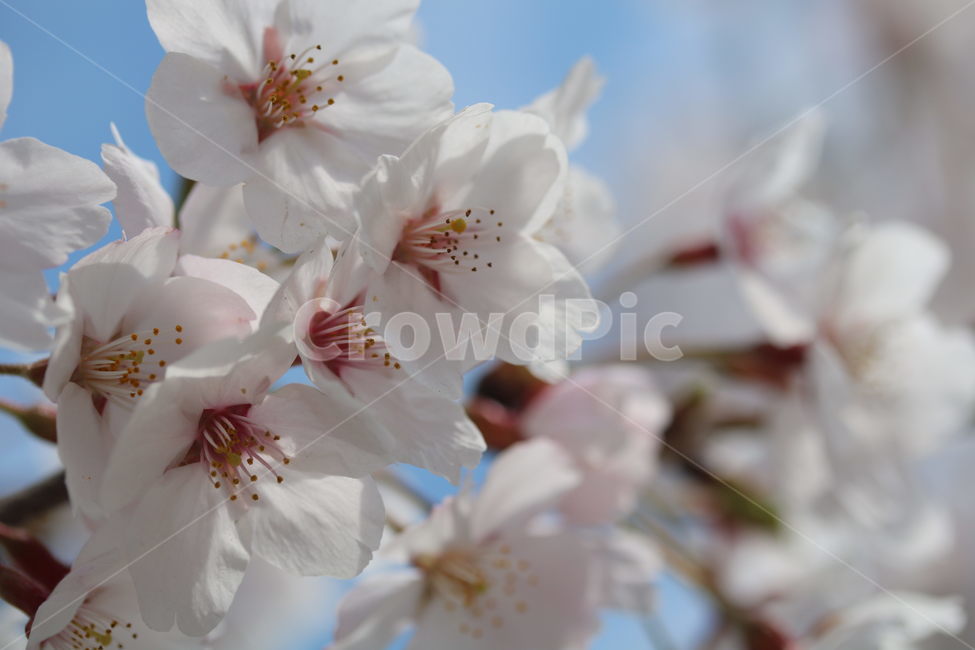 벚꽃,꽃,봄,계절,식물,자연,브라운,분홍색,하얀색,색깔,cherryblossom,pink,brown,white,flower,spring,season,color,plant,nature,봄,계절,spring,season,식물,자연,plants,nature,꽃,flower,blossom