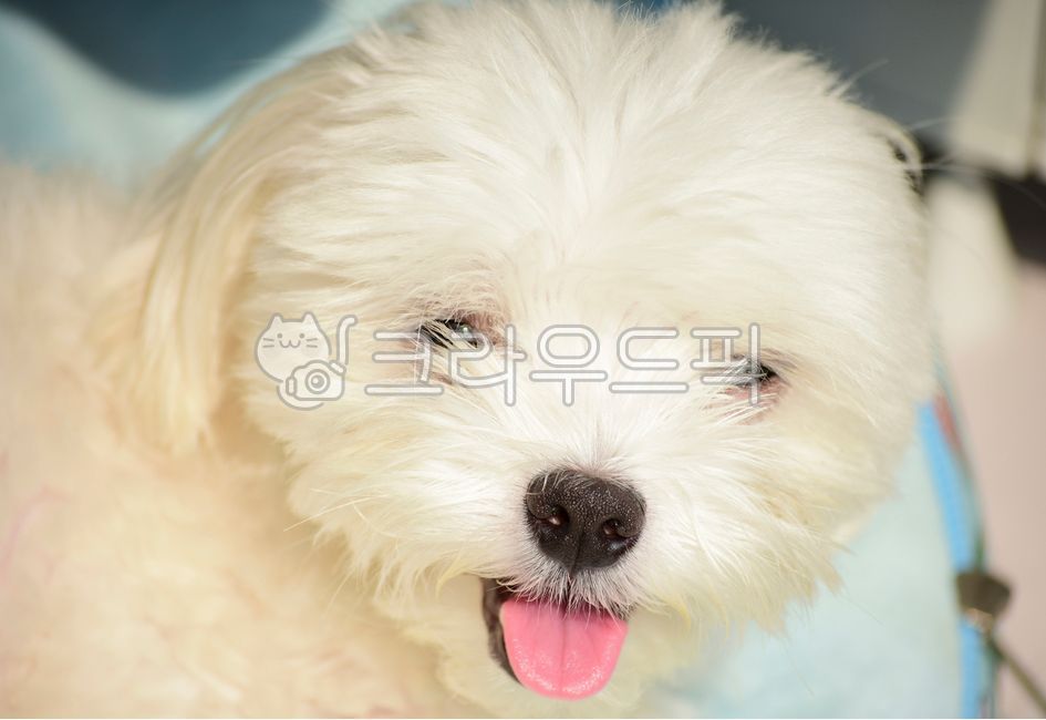 puppy,maltese,tongue,nose,dog