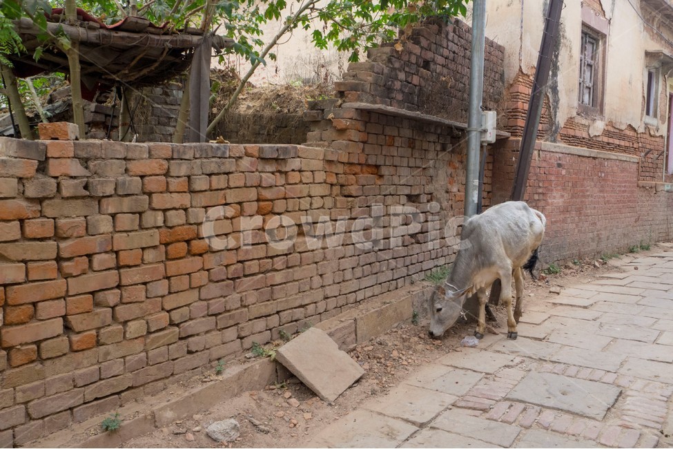 인도,india,varanasi,바라나시,농촌,countryside,길거리,거리,골목길,소,cow,해외,외국,세계,foreign,oversea,world,동물,animal,포유류,mammal