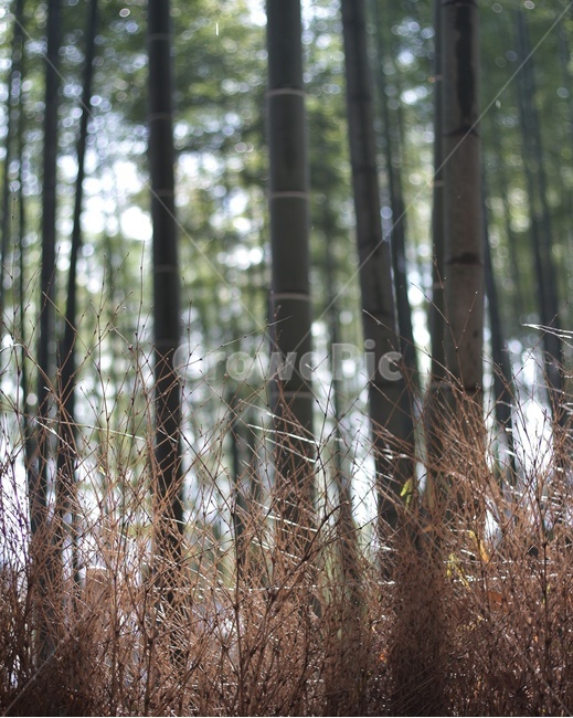 자연,대나무,녹색,겨울,대나무숲,식물,자연,plants,nature,나무,trees,wood