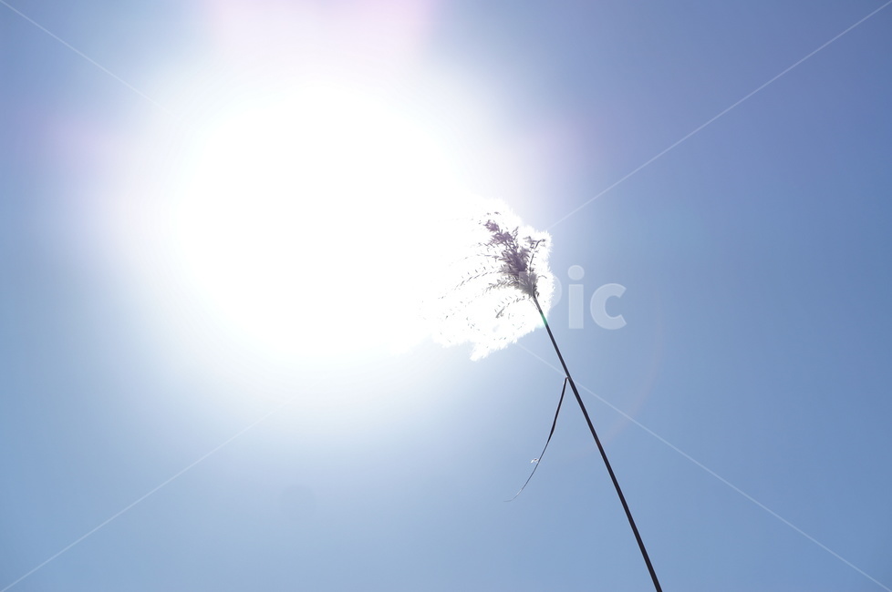 억새,하늘,빛,가을,풍경,해,light,flare,플레어,plant,식물