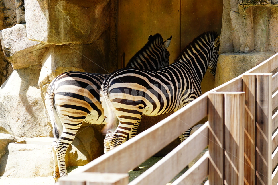 얼룩말,동물,포유류,animal,zebra,동물원,동물,animal,포유류,mammal