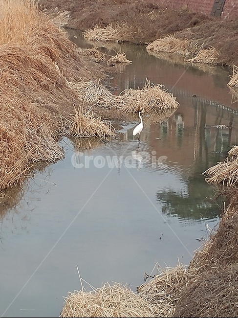 물,자연,동물,새,bird,nature,animal