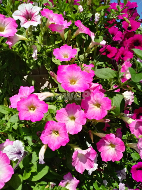페튜니아,꽃,식물,flower,plant,commongardenpetunia,가지과,한해살이풀,식물,자연,plants,nature,꽃,flower