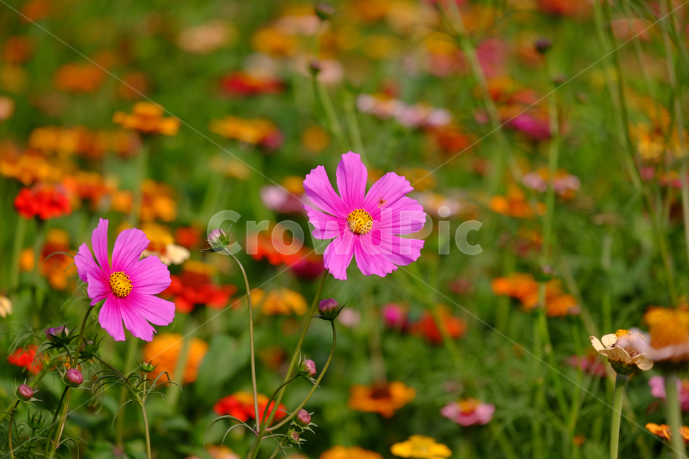 코스모스,꽃,식물,가을,자연,야생,공원,풍경,가을,계절,fall,autumn,season,식물,자연,plants,nature,꽃,flower,blossom,geranium,제라늄,plant