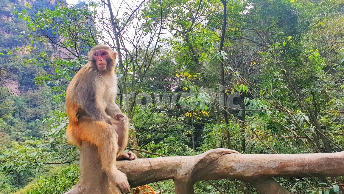 monkey,원숭이,동물,animal,야생동물,wildlife,mammal,포유류,동물,animal,포유류,mammal