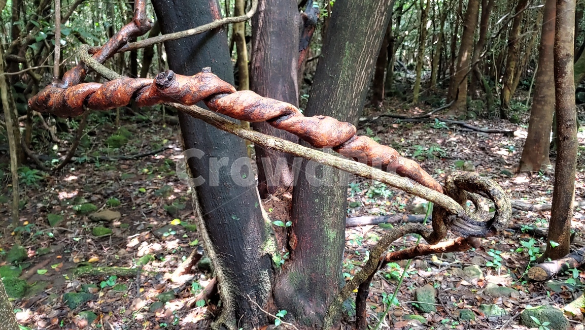 나무,기묘한나무,branch,tree,덩쿨가지,자연,nature