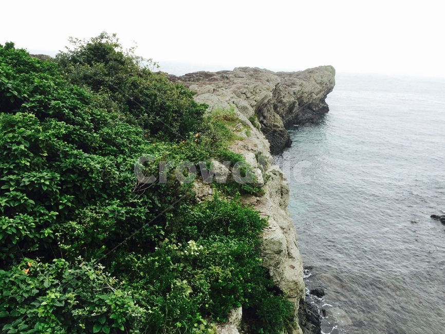 곶,만,바다,제주,나무