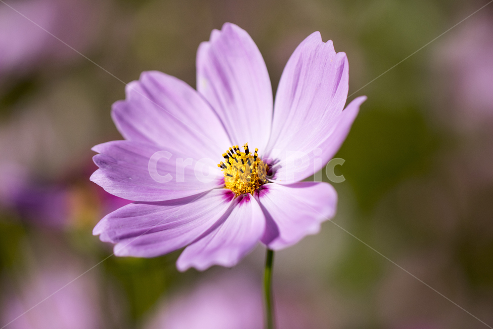 코스모스,꽃,접사,클로즈업,꽃잎,자연,가을,식물,식물,자연,plants,nature,꽃,flower