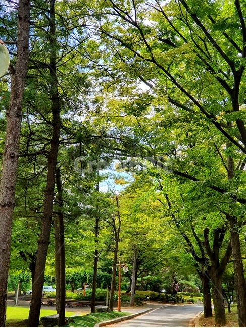tree,나무,plant,식물,산책로,자연,풍경,nature,landscape,나무,trees,wood