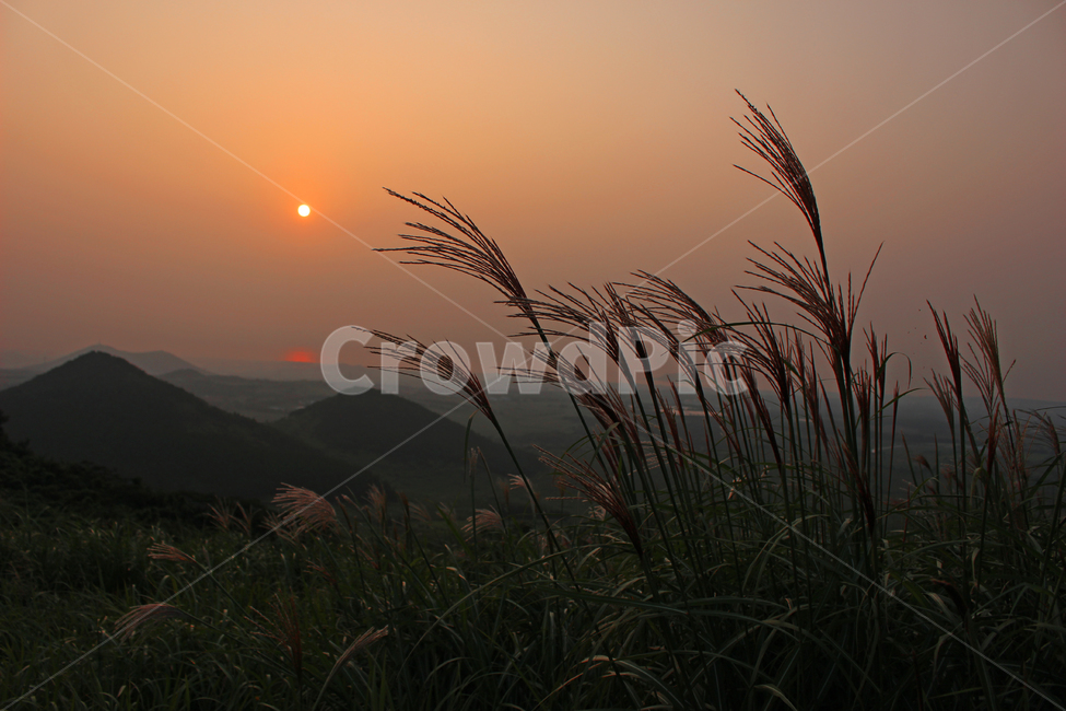 오름,일몰,억새,제주,풍경,자연,nature,jeju,석양,노을,일출,갈대,하늘,식물,가을,sunrise,sunset,plant