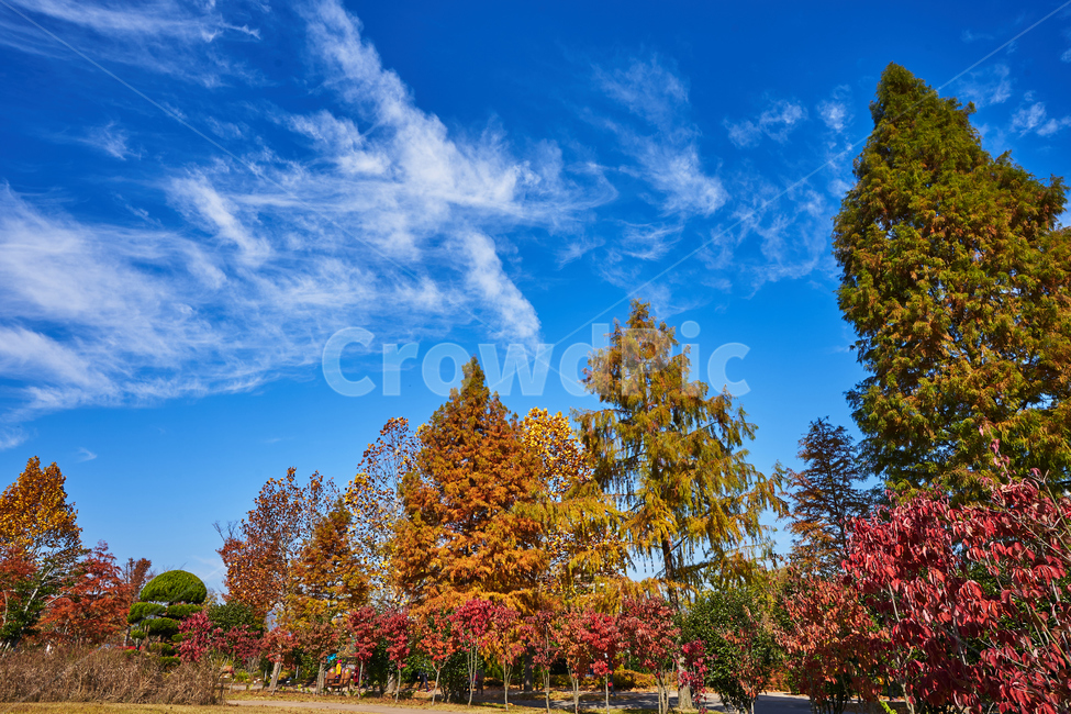 순천만국가정원,풍경,순천만정원,순천,나무,단풍,가을감성,가을,계절,fall,autumn,season,자연,풍경,nature,landscape,tree,plant,식물,fir,전나무