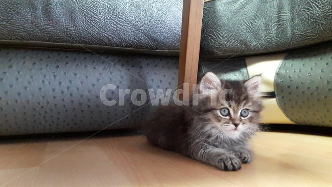 아기고양이,어린고양이,새끼고양이,고양이,페르시안고양이,귀여운고양이,예쁜고양이,동물,animal,포유류,mammal,고양이,cat,kitten,kitty